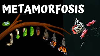 🐛🦋The Fascinating Metamorphosis of the Butterfly: From Caterpillar to Butterfly