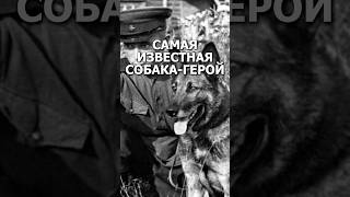Самая известная собака-герой! 