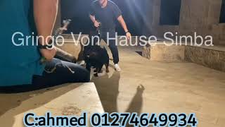 شراسة - تدريب كلاب الحراسة مع كابتن احمد علوى 01274649934  protection training for rottweiler