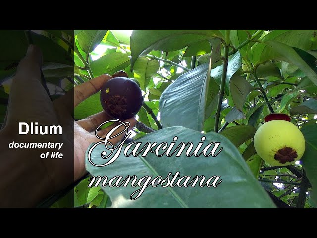 Mangosteen (Garcinia mangostana) - part 1 class=
