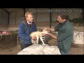 Problems with the Newborn Lamb -- Entropion.  Presented by Adam Henson.