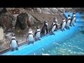 長野市城山動物園　待ちきれないペンギン達 の動画、YouTube動画。