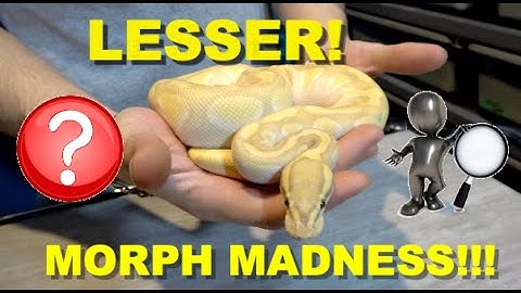 Lesser Morph Madness Tips On How To ID Ball Pythons!
