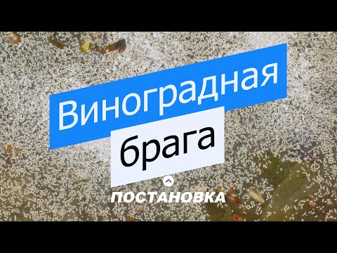 Делаем Коньяк дома! Часть 1 - Виноградная брага.