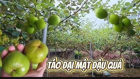 Táo Đại Mật Bắt Đầu Thấy Đậu Quả I Núi Đồi Lục Ngạn