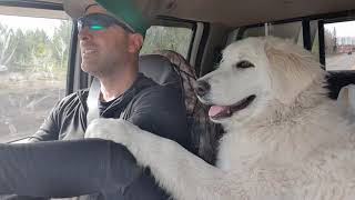 Maremma Sheepdog Miley | Loves Roadtrips!