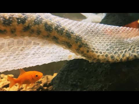 水中で脱皮する蛇の姿が美しすぎた！（HUGE ANACONDA SHEDS UNDERWATER）