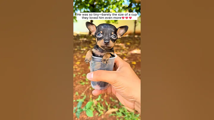 This family found a lost puppy by the roadside and adopted it #puppy #dog #cuteanimals #animals
