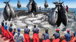 Amazing Strongest Giant Bluefin Tuna Fishing Skill - Techniques Processing Giant Tuna Make Sashimi