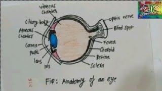 How to Draw Human Eye Diagram Step by Step for beginners | Science diagram | Biology Diagram