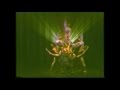 The Secret Silence ballet