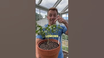 Growing Lemons & Limes in Containers 🍋🪴