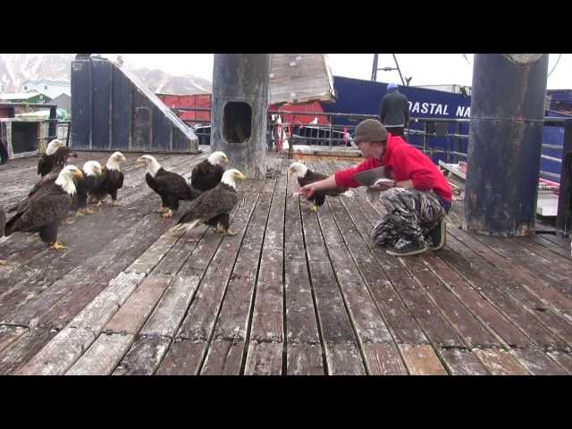 amazing eagles in dutch harbor class=