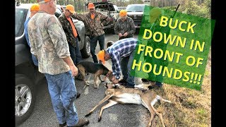 Deer Dog Drive - BUCK DOWN!! (Wild Chase)