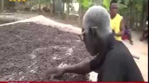THE AMBITIOUS BLIND COCOA FARMER