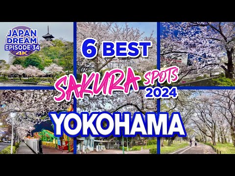 YOKOHAMA SAKURA meets OSMO POCKET 3🌸