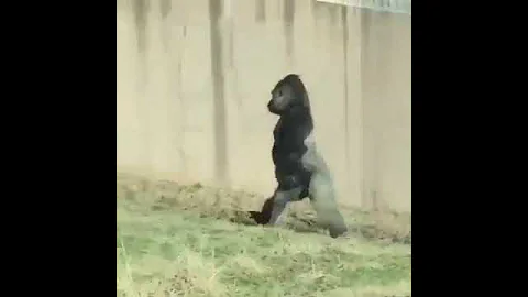 Gorilla erectus holding tomatoes in hands! Горилла прямоходящая с томатами в руках!