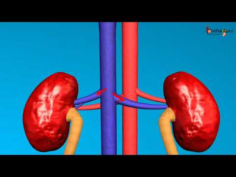 उत्सर्जन तंत्र – How kidneys and Excretory system work – 3D animation - in  Hindi - YouTube