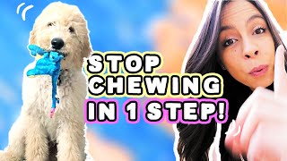 STOP PUPPY CHEWING: 1 Easy Step!