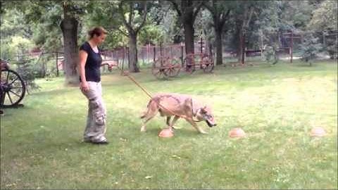 A Test of Canine Olfactory Capacity: Comparing Various Dog Breeds and Wolves in a Natural Detection