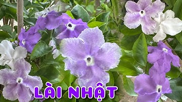Cây Lài Nhật hoa thơm & biến đổi màu | 0386569374 - Ngọc Ngân Bến Tre | Chuyên cây độc lạ