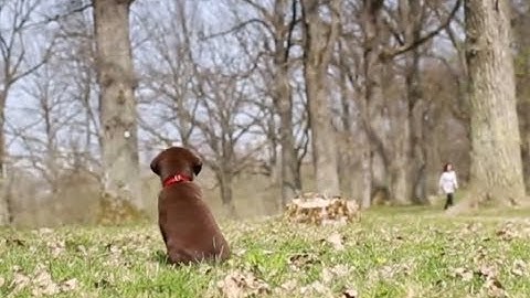 Bosch is shaping the connected world: Labrador Paul and the sensors