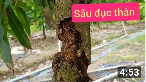 Vấn nạn sâu đục thân trên cây xoài cát Hòa Lộc