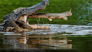 Нильский Крокодил: Страшный Хищник, Способный Завалить Бегемота, Носорога И Слона, Интересные Факты