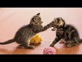 20 minutes of adorable kittens   best compilation