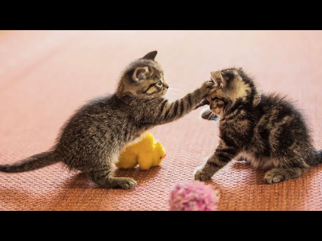 20 Minutes of Adorable Kittens 😍 | BEST Compilation class=