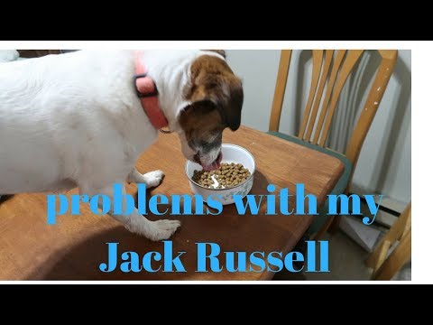 a-problem-with-my-jack-russell-(what's-ok-to-feed-him?)