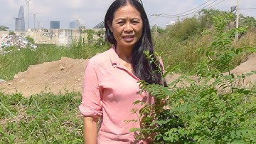 Cây nhà lá vườn - Công dụng tuyệt với của cây phèn đen.