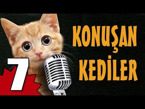 Konusan Kediler 7 En Komik Kedi Videolari Youtube