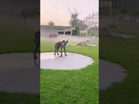 محميه تضم جميع الحيوانات 