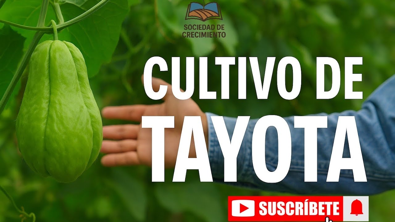 Выращивание Tayota: все, что вам нужно знать!