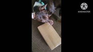 Olai #unboxing #puppy #toys