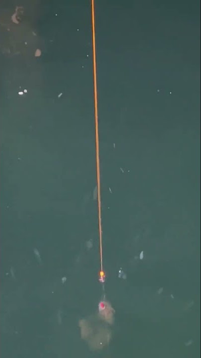 Squidding(Huli ng pusit)