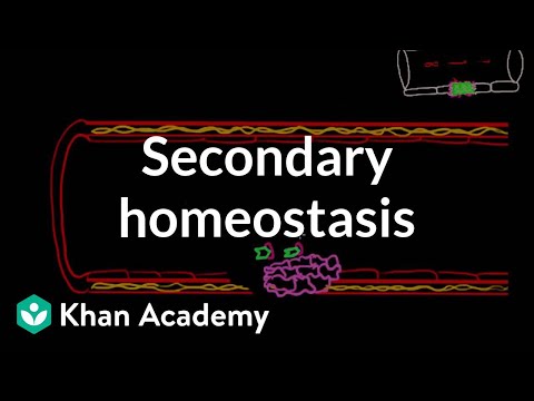 Secondary hemostasis | Advanced hematologic system physiology | Health & Medicine | Khan Academy