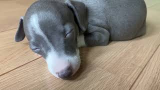 Italian Greyhound puppy sleeping | #iggy #puppy |