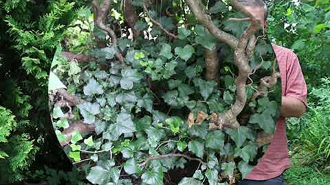 English ivy (Hedera helix) - Plant Identification