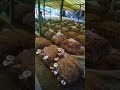 Farmer rinku chatu chasa mushroom farming