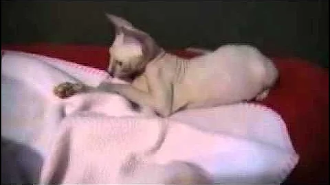 Video 1235681: calico sphynx, blue sphynx