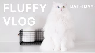 Fluffy Vlog | Bath Day | Mmeowmmia