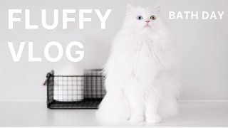 Fluffy Vlog | Bath day | mmeowmmia