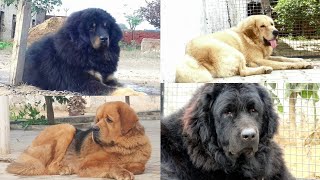 ALL INDIA BIG KENNEL #gaddidog #gaddipuppy #dog #trending #tibetanmastiff #bakharwaldog #puppy