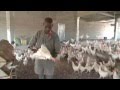 Histoires Africaines II - L' Aviculture, un secteur en pleine croissance au Sénégal