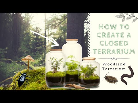 How to Create a Closed Native Terrarium | Ecosystem in a Jar