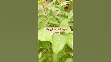 تلاوة القرآن الكريم سورة القدر بصوت الشيخ مشاريراشد  العفاسي