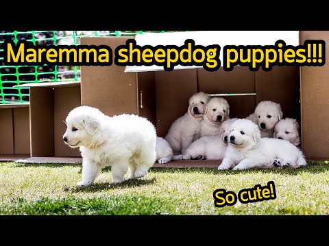 วีดีโอ: สุนัขสายพันธุ์ Maremma หรือ Abruzzese
