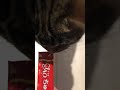 【猫】ちゅーるもぐもぐはなちゃん